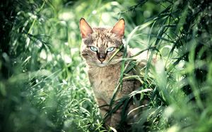 Preview wallpaper cat, grass, sit, calm