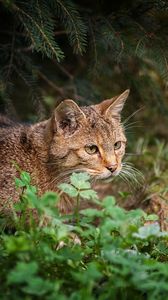 Preview wallpaper cat, grass, sit, hunting, care