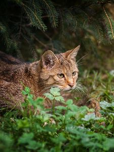 Preview wallpaper cat, grass, sit, hunting, care