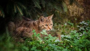 Preview wallpaper cat, grass, sit, hunting, care