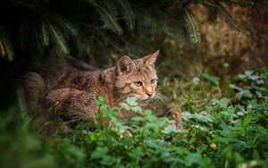 Preview wallpaper cat, grass, sit, hunting, care