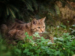 Preview wallpaper cat, grass, sit, hunting, care