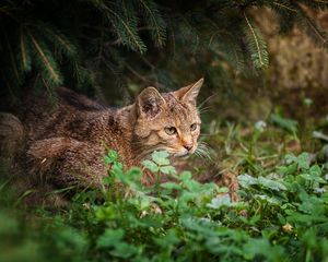 Preview wallpaper cat, grass, sit, hunting, care