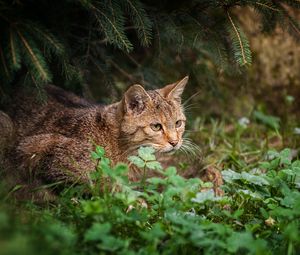 Preview wallpaper cat, grass, sit, hunting, care