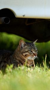 Preview wallpaper cat, grass, sit