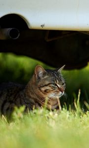 Preview wallpaper cat, grass, sit