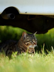 Preview wallpaper cat, grass, sit