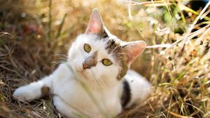 Preview wallpaper cat, grass, sitting, spotted, opinion, expectation