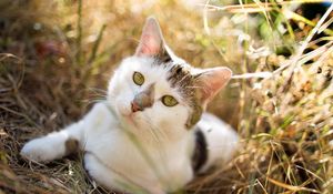 Preview wallpaper cat, grass, sitting, spotted, opinion, expectation