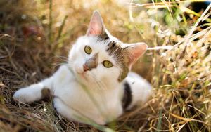 Preview wallpaper cat, grass, sitting, spotted, opinion, expectation
