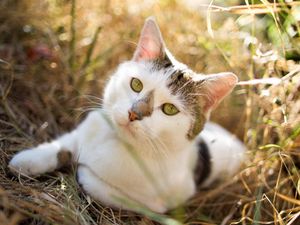 Preview wallpaper cat, grass, sitting, spotted, opinion, expectation