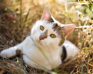 Preview wallpaper cat, grass, sitting, spotted, opinion, expectation