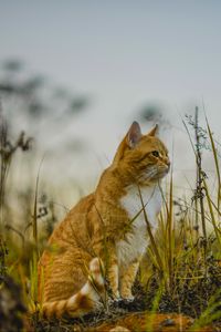 Preview wallpaper cat, grass, sky, sitting