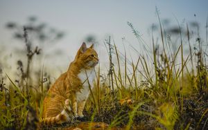 Preview wallpaper cat, grass, sky, sitting