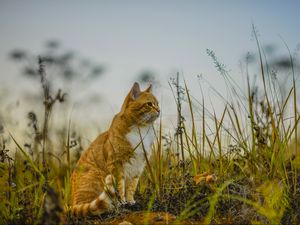 Preview wallpaper cat, grass, sky, sitting