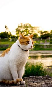 Preview wallpaper cat, grass, spotted, walking