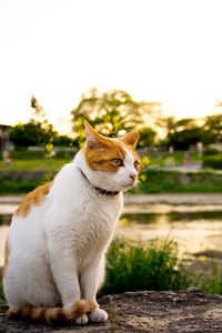 Preview wallpaper cat, grass, spotted, walking