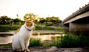 Preview wallpaper cat, grass, spotted, walking