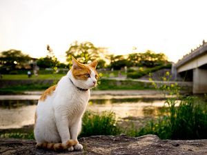 Preview wallpaper cat, grass, spotted, walking