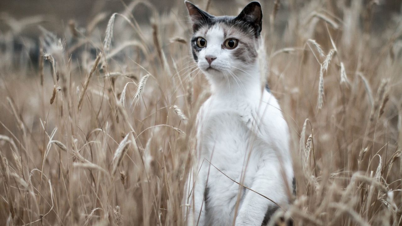 Wallpaper cat, grass, standing