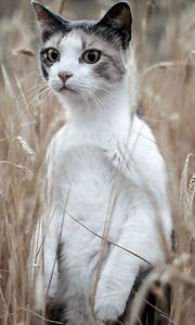 Preview wallpaper cat, grass, standing