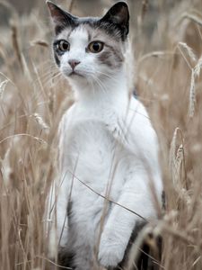 Preview wallpaper cat, grass, standing