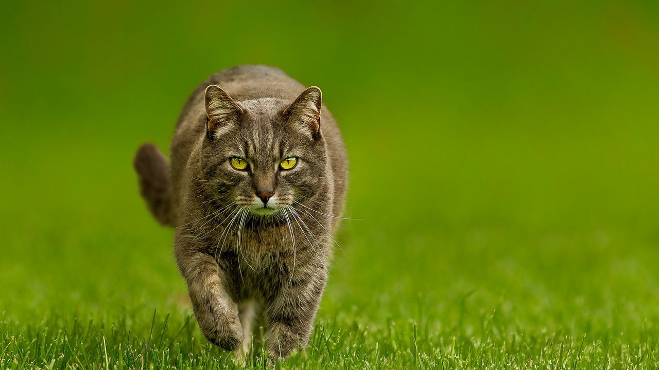Wallpaper cat, grass, thick, walk, look, evil