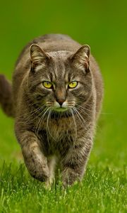 Preview wallpaper cat, grass, thick, walk, look, evil