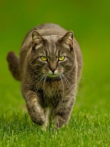 Preview wallpaper cat, grass, thick, walk, look, evil