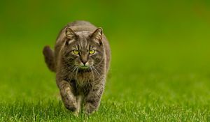 Preview wallpaper cat, grass, thick, walk, look, evil