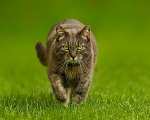 Preview wallpaper cat, grass, thick, walk, look, evil