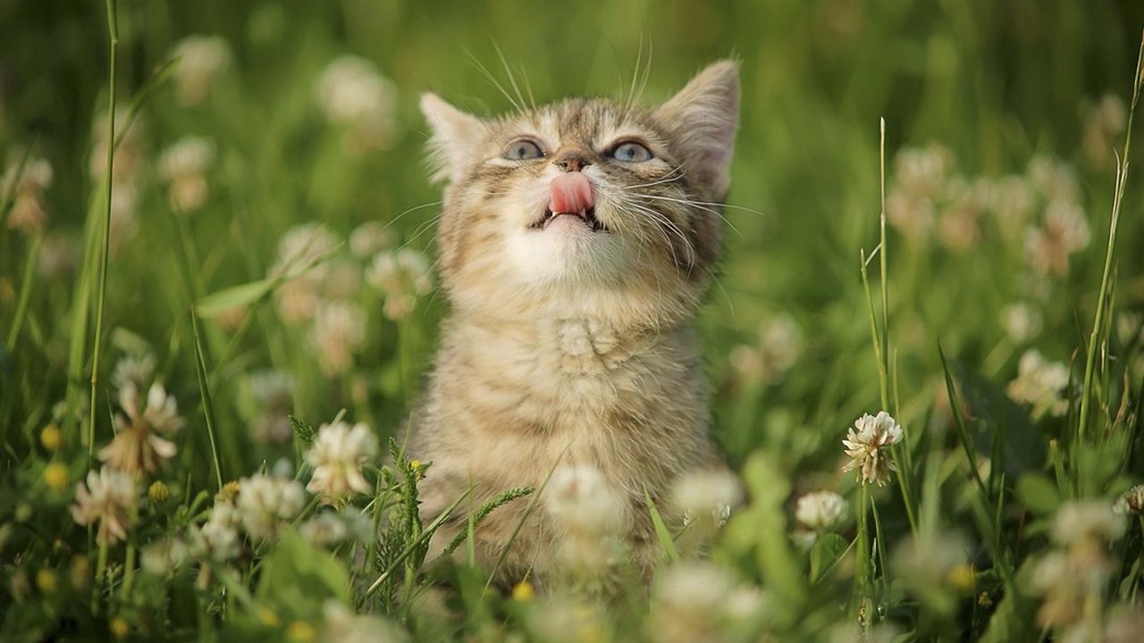 Wallpaper cat, grass, tongue, curiosity, licking