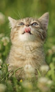 Preview wallpaper cat, grass, tongue, curiosity, licking