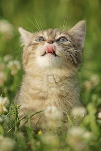 Preview wallpaper cat, grass, tongue, curiosity, licking