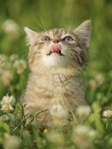 Preview wallpaper cat, grass, tongue, curiosity, licking