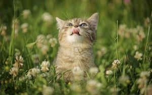 Preview wallpaper cat, grass, tongue, curiosity, licking