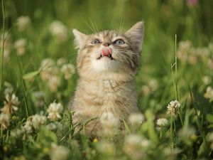 Preview wallpaper cat, grass, tongue, curiosity, licking