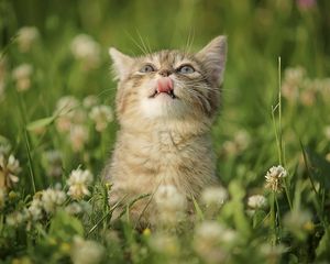 Preview wallpaper cat, grass, tongue, curiosity, licking