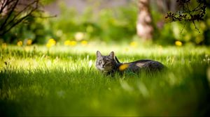 Preview wallpaper cat, grass, tree, shadow, lie, hide