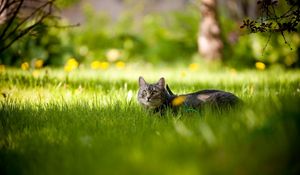 Preview wallpaper cat, grass, tree, shadow, lie, hide