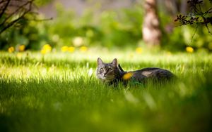 Preview wallpaper cat, grass, tree, shadow, lie, hide