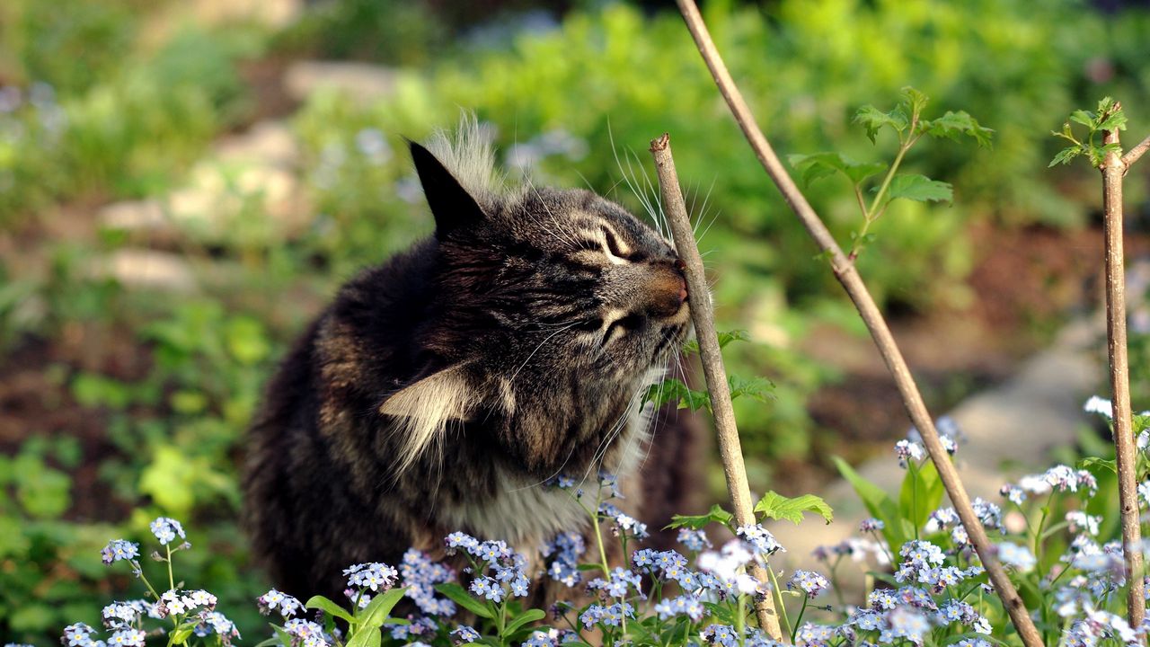 Wallpaper cat, grass, twigs, flowers