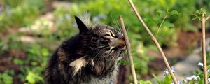 Preview wallpaper cat, grass, twigs, flowers