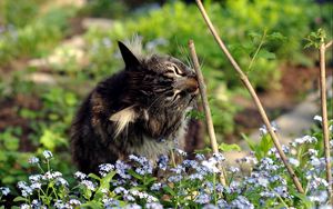 Preview wallpaper cat, grass, twigs, flowers