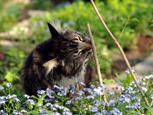 Preview wallpaper cat, grass, twigs, flowers