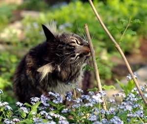 Preview wallpaper cat, grass, twigs, flowers