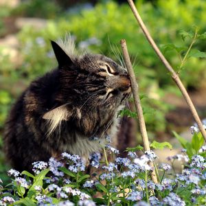 Preview wallpaper cat, grass, twigs, flowers