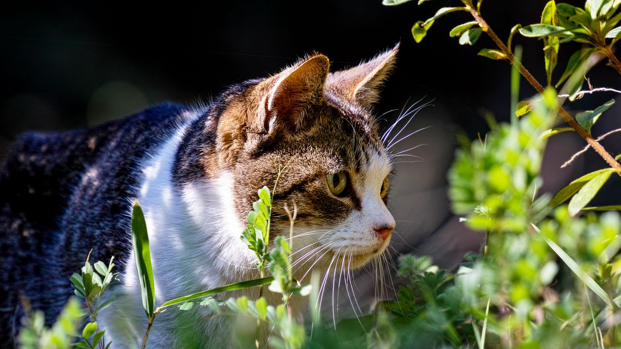 Wallpaper cat, grass, view, walk