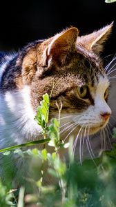 Preview wallpaper cat, grass, view, walk