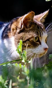 Preview wallpaper cat, grass, view, walk